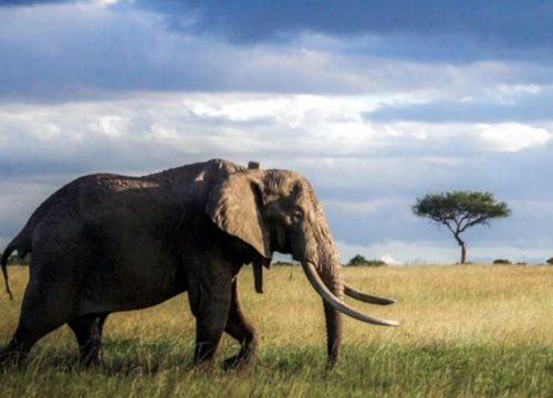 Quelle est la meilleure période pour visiter la Tanzanie et faire un safari animalier ?