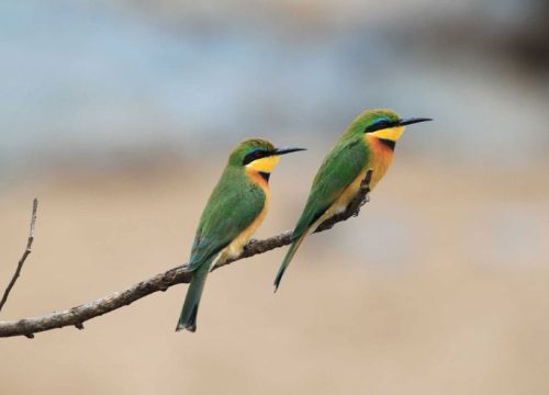 10 Days Tanzania Bird Watching Tour