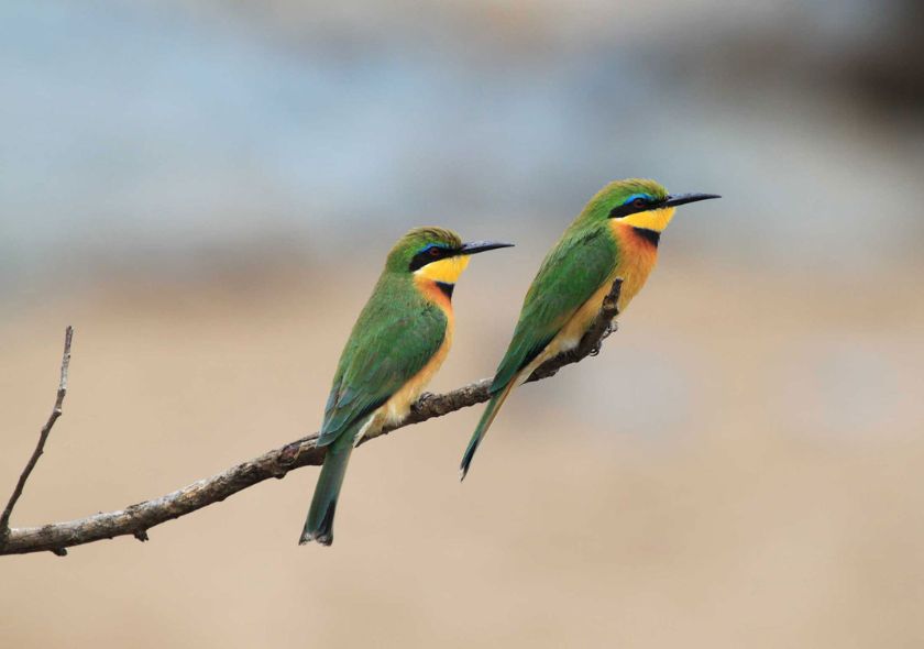 10 Days Tanzania Bird Watching Tour