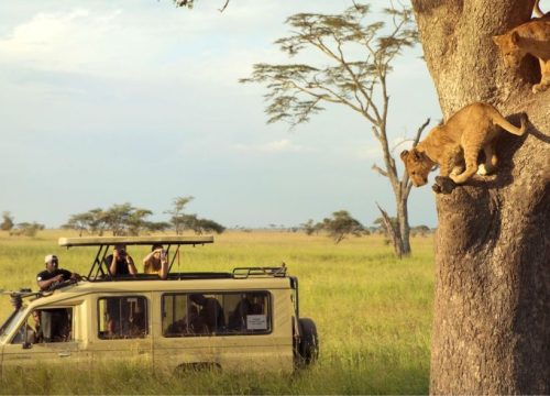 16 Days – Across Northern Circuits Safaris