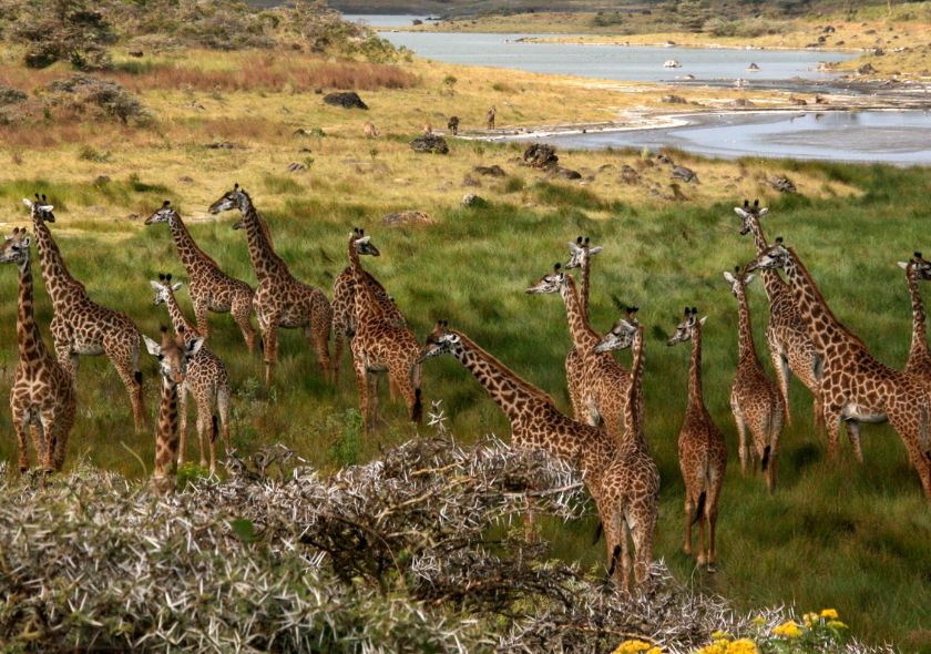 5 Days Epic Safari Discovery