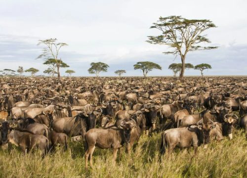5 Days Migration Safari – Lake Ndutu / Ngorongoro Crater