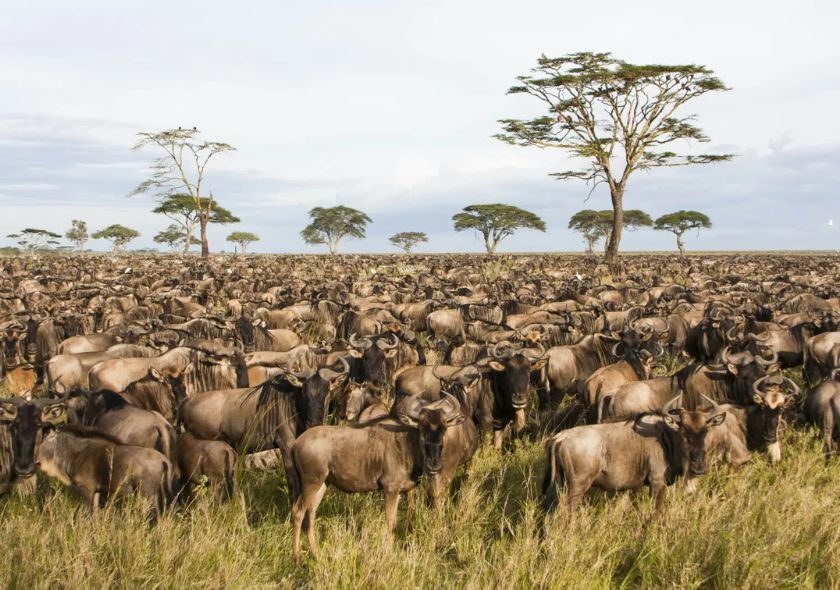 5 Days Migration Safari – Lake Ndutu / Ngorongoro Crater