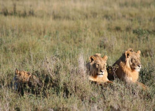 6 Days Tanzania Safari – Tarangire, Ngorongoro & Serengeti