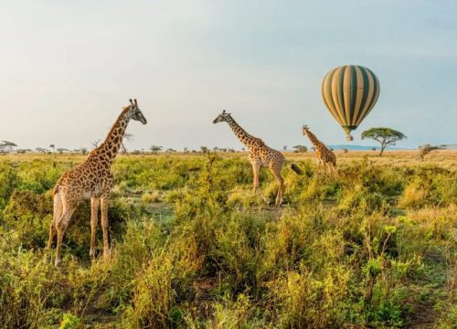 6 Days Tanzania Safari