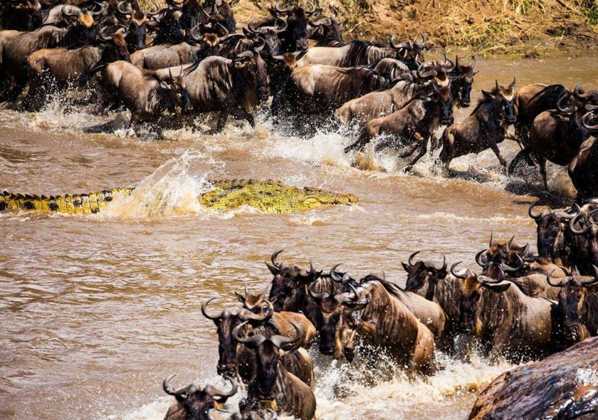 8 Days Tanzania Migration Safari