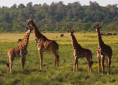 10 Days Tanzania Safari