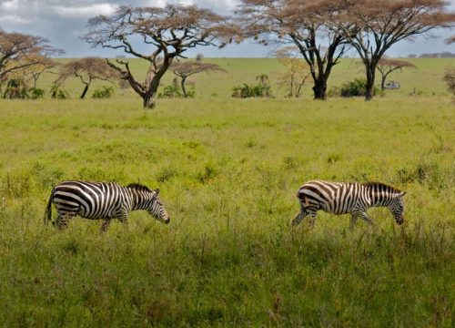 10 Days Tanzania Wildlife Safari