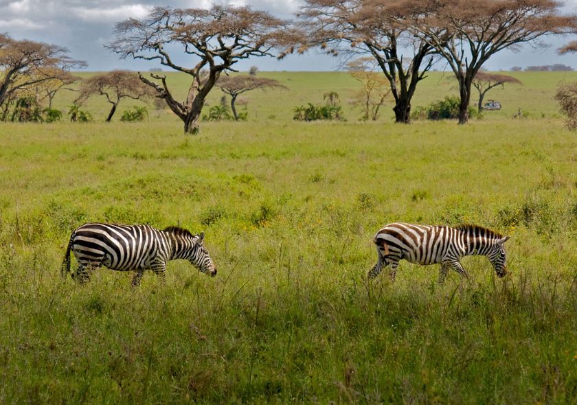 10 Days Tanzania Wildlife Safari