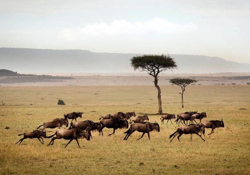 13 Days Tanzania Safari